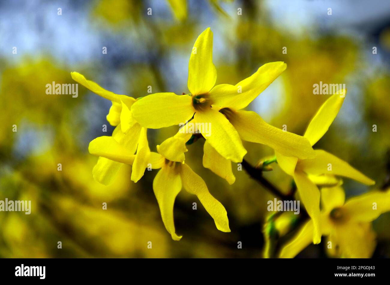 Giallo brillante Forsythia suspensa fiore in macro vista. Campana d'oro. Forsythia piangente. bellezza nella natura. fioritura all'inizio della primavera. colori, freschezza Foto Stock