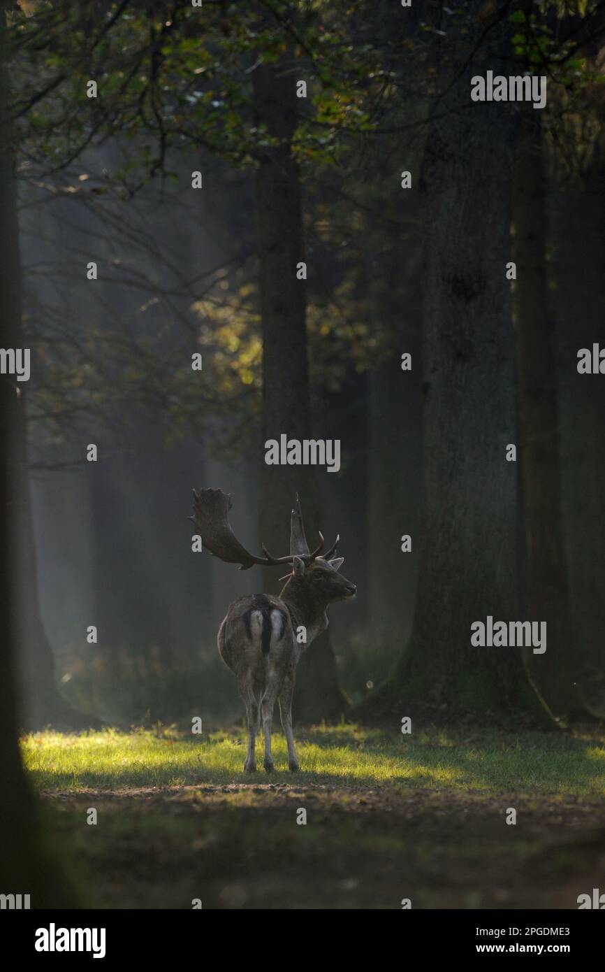 Cervo, maschio, buck, in un punto luminoso su una radura nel bosco. Foto Stock