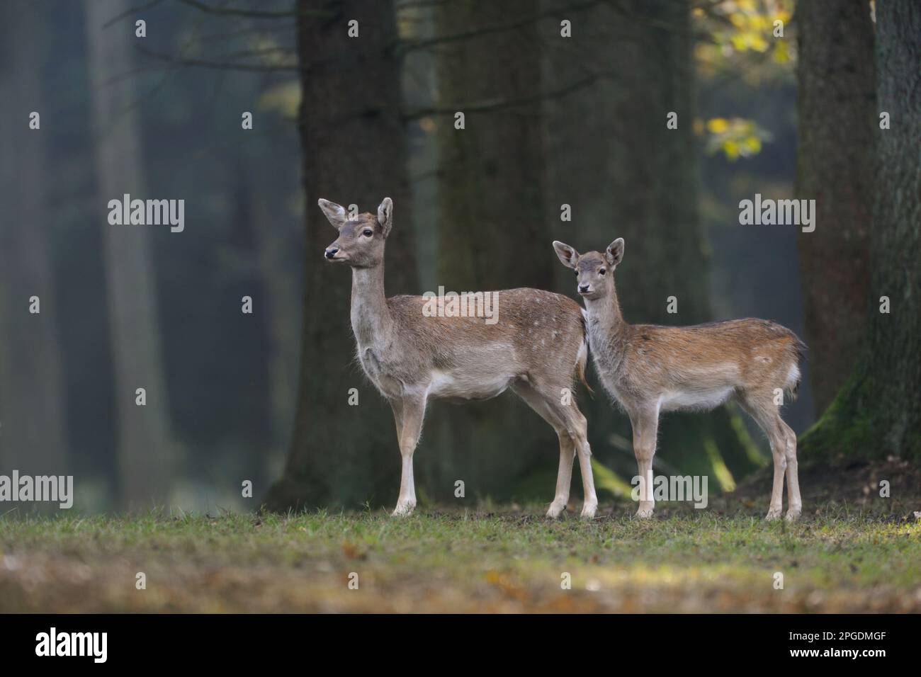 Deer di Fallow, femmina con il suo polpaccio. Foto Stock