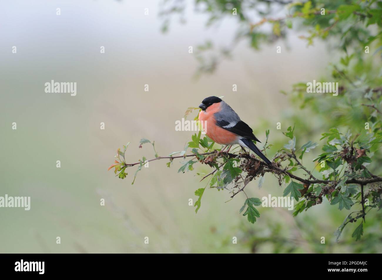 Bellissimo Bullfinch eurasiatico colorato in primavera, colorato, ben noto e comune uccello canzone in tutta Europa. Foto Stock