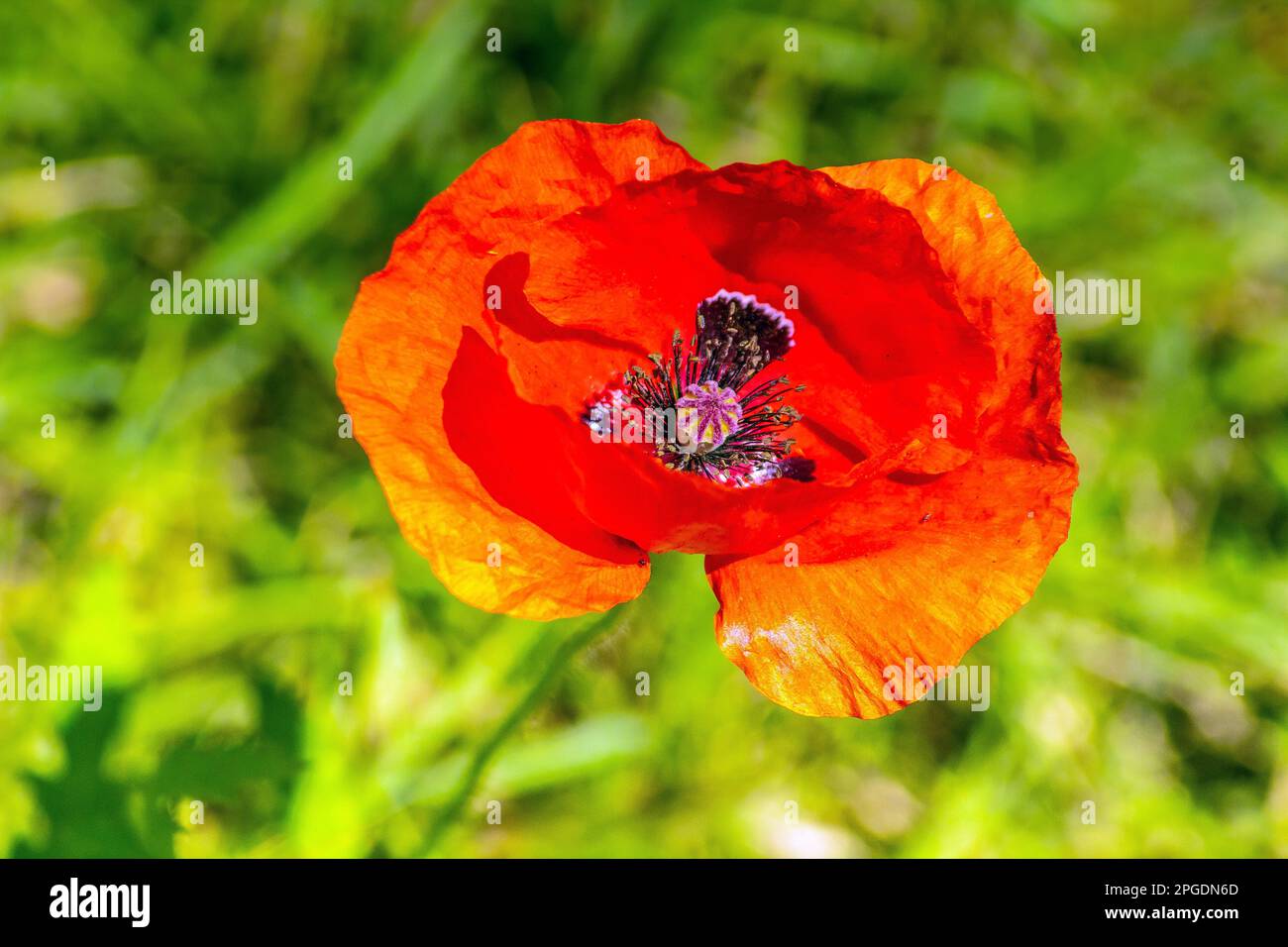 La bellezza dei papaveri comuni: Caratteristiche e abitudini di crescita Foto Stock