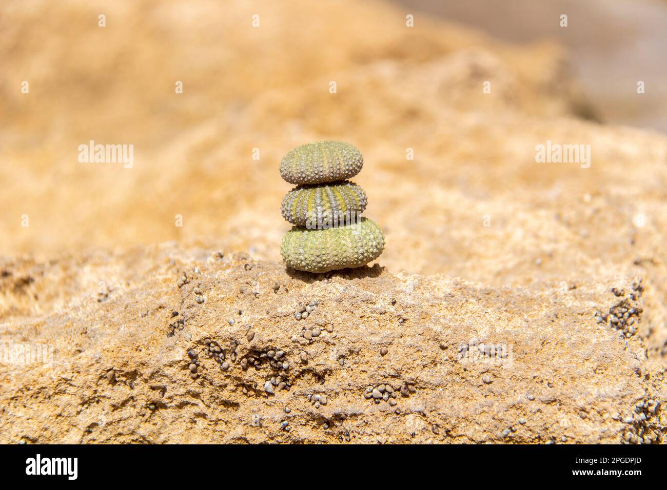 Psammechinus, il riccio di mare spinoso Foto Stock