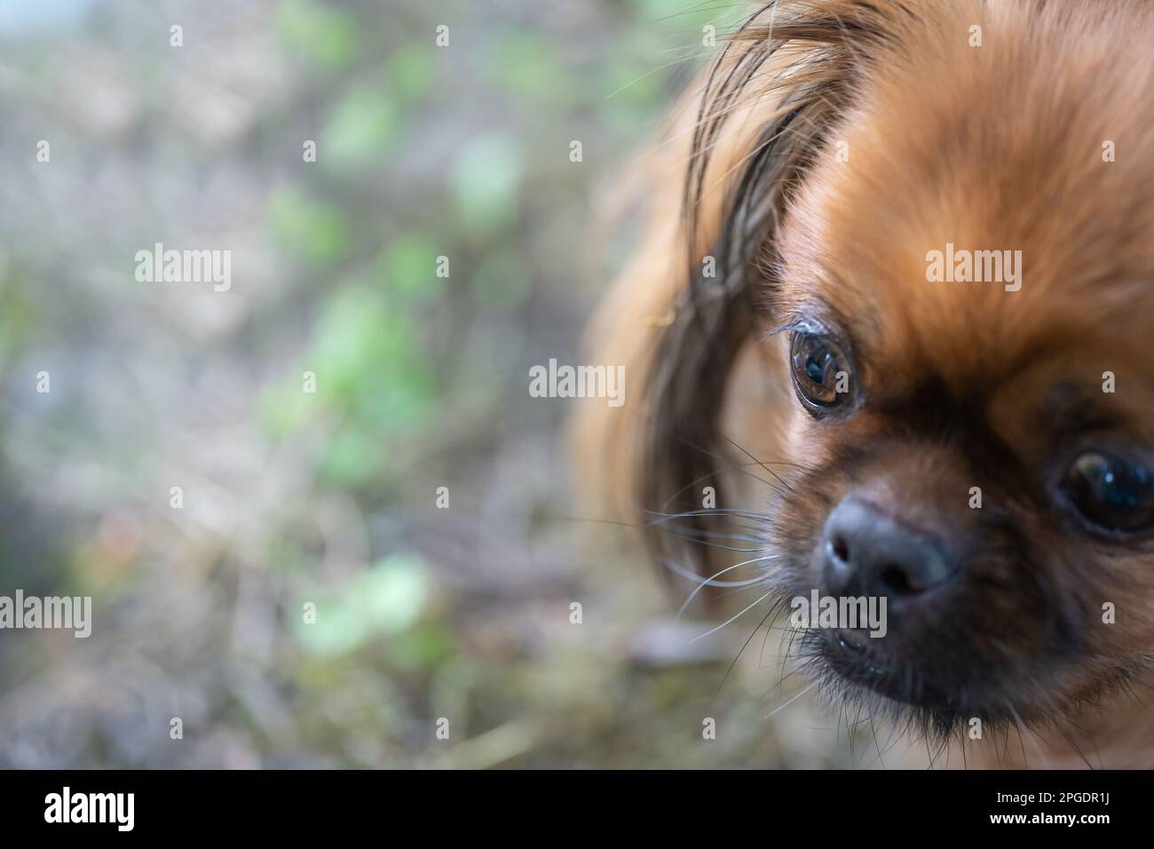 Primo piano dell'occhio di uno spaniel tibetano. Carino dettaglio cane. Messa a fuoco selettiva. Foto Stock