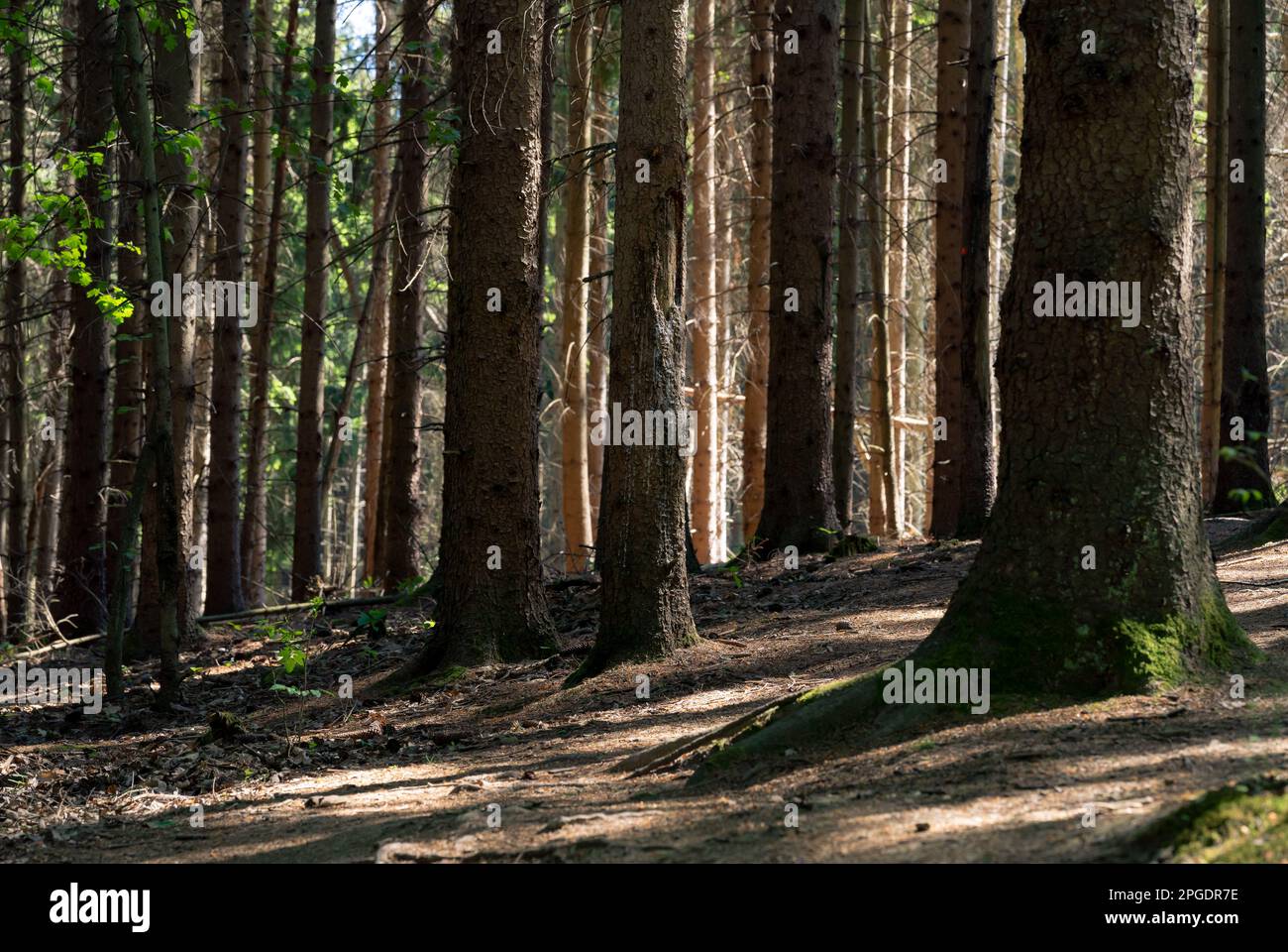 Foresta scura. Pineta. Sfondo di legno. Ombre e luci. Foto Stock