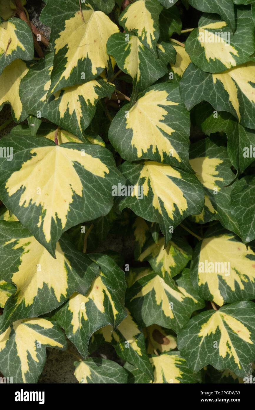 Impianti di arrampicata, scalatore, Ivy inglese, Hedera Helix, Gold, Foglie, pianta Foto Stock