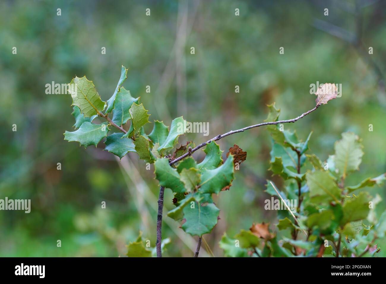 Ramo di quercia di lecci con foglie verdi e sfondo sfocato Foto Stock