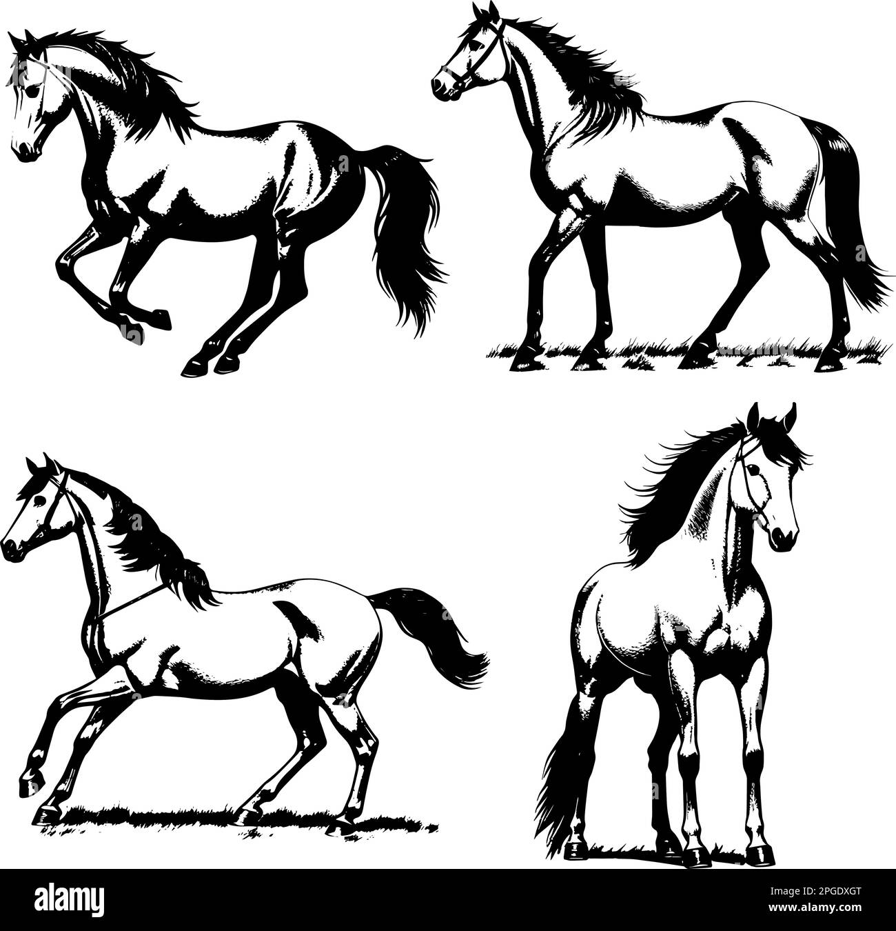 Immagine vettoriale dei cavalli. Illustrazione di cavalli vintage. Illustrazione Vettoriale