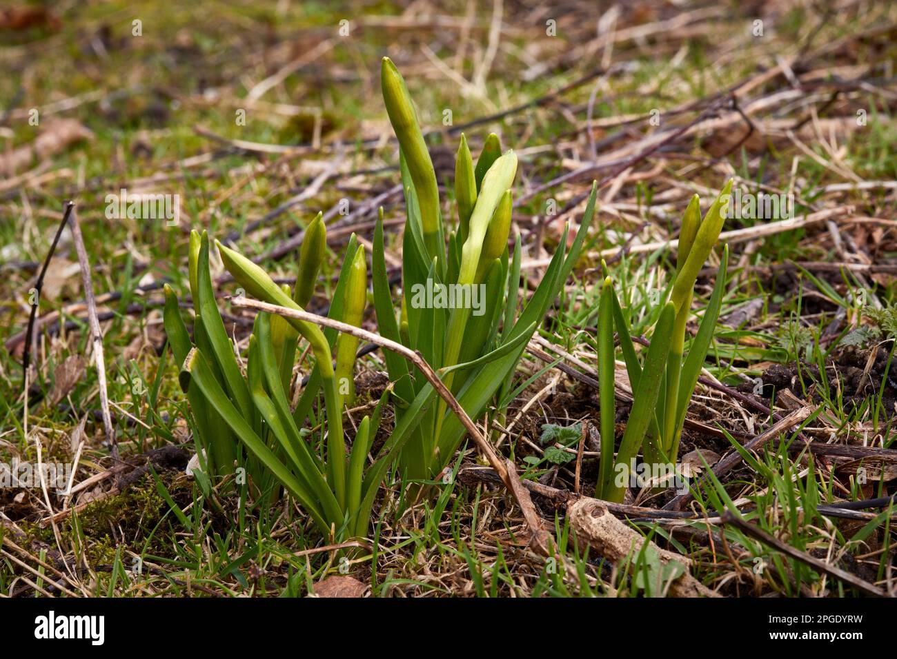 Narcisi in miniatura. Narcissus 'Tete-a-Tete' e Snowdrops iniziano a mostrare sulla brughiera alle 900ft:00. North Yorkshire Foto Stock