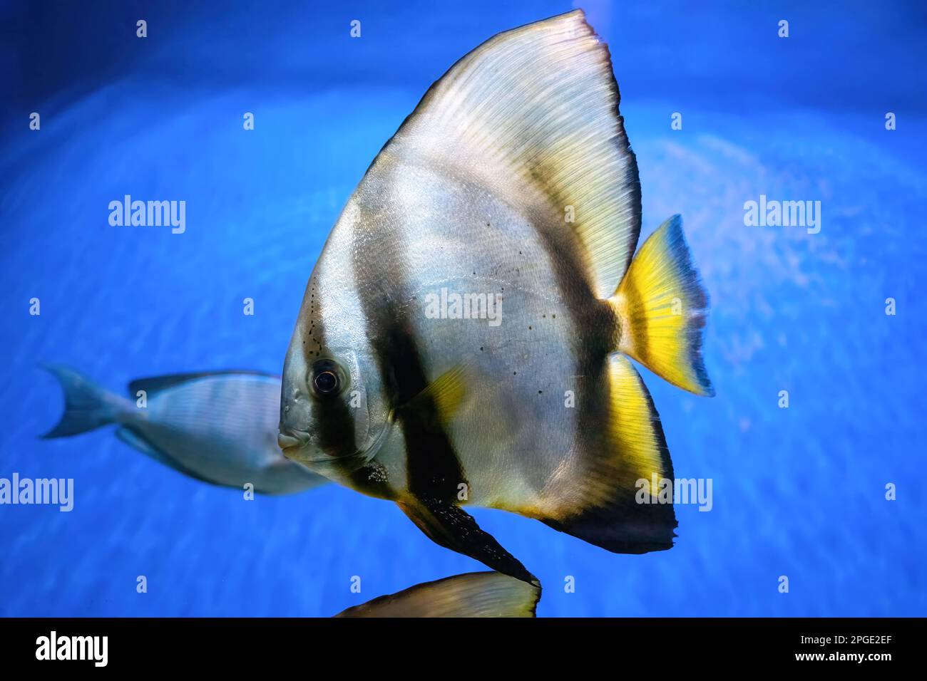 Bella pesce brillante Platax teira, longfin batfish in acqua blu di acquario. Pesci tropicali sullo sfondo della barriera corallina acquatica in oceanarium poo Foto Stock