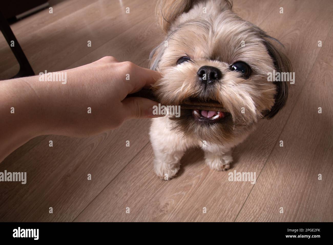 foto di un cane purefatto che tiene un bastone spazzolante nei denti e guarda la macchina fotografica Foto Stock