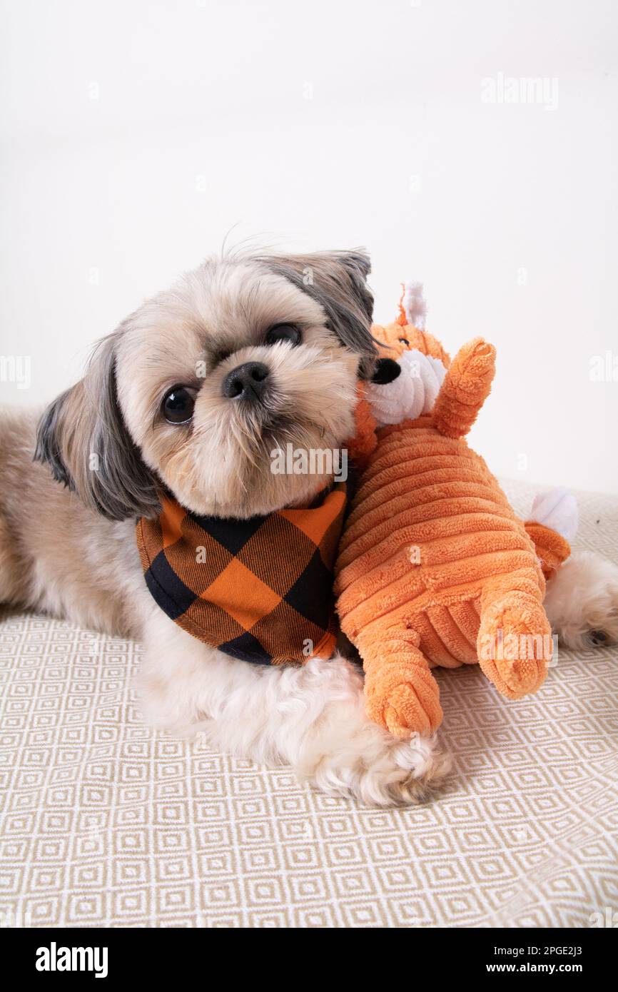 Foto di Shih Tzu e di un giocattolo morbido nelle vicinanze Foto Stock