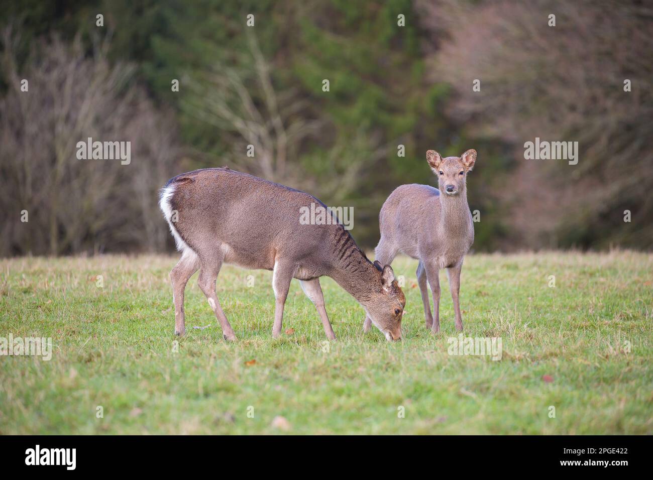 Capriolo selvatico, Regno Unito. Foto Stock