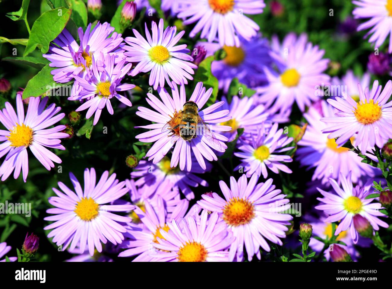 l'ape del miele, l'ape del miele, l'apis raccoglie il polline sul fiore dell'astro del lilla. Un'ape sorvola il fiore estivo su sfondo sfocato Foto Stock