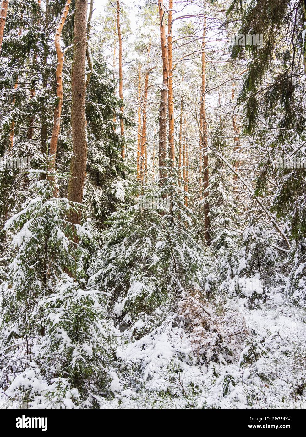 Una tranquilla e ventosa scena di pini innevati in una foresta nordica, creando un ambiente di bellezza naturale. Foto Stock