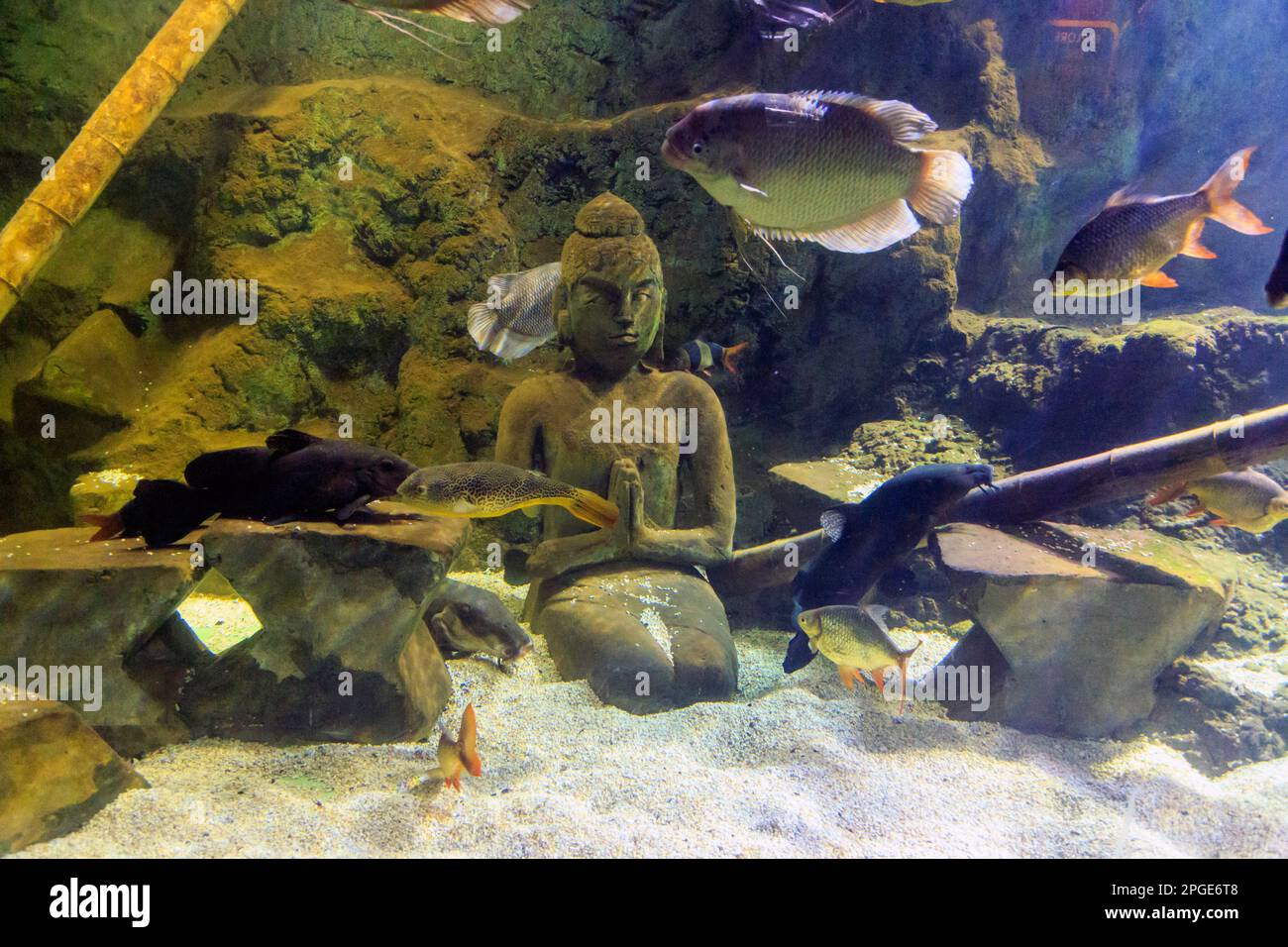 Si tratta di un acquario tropicale sottomarino allestito in stile indiano. Foto Stock