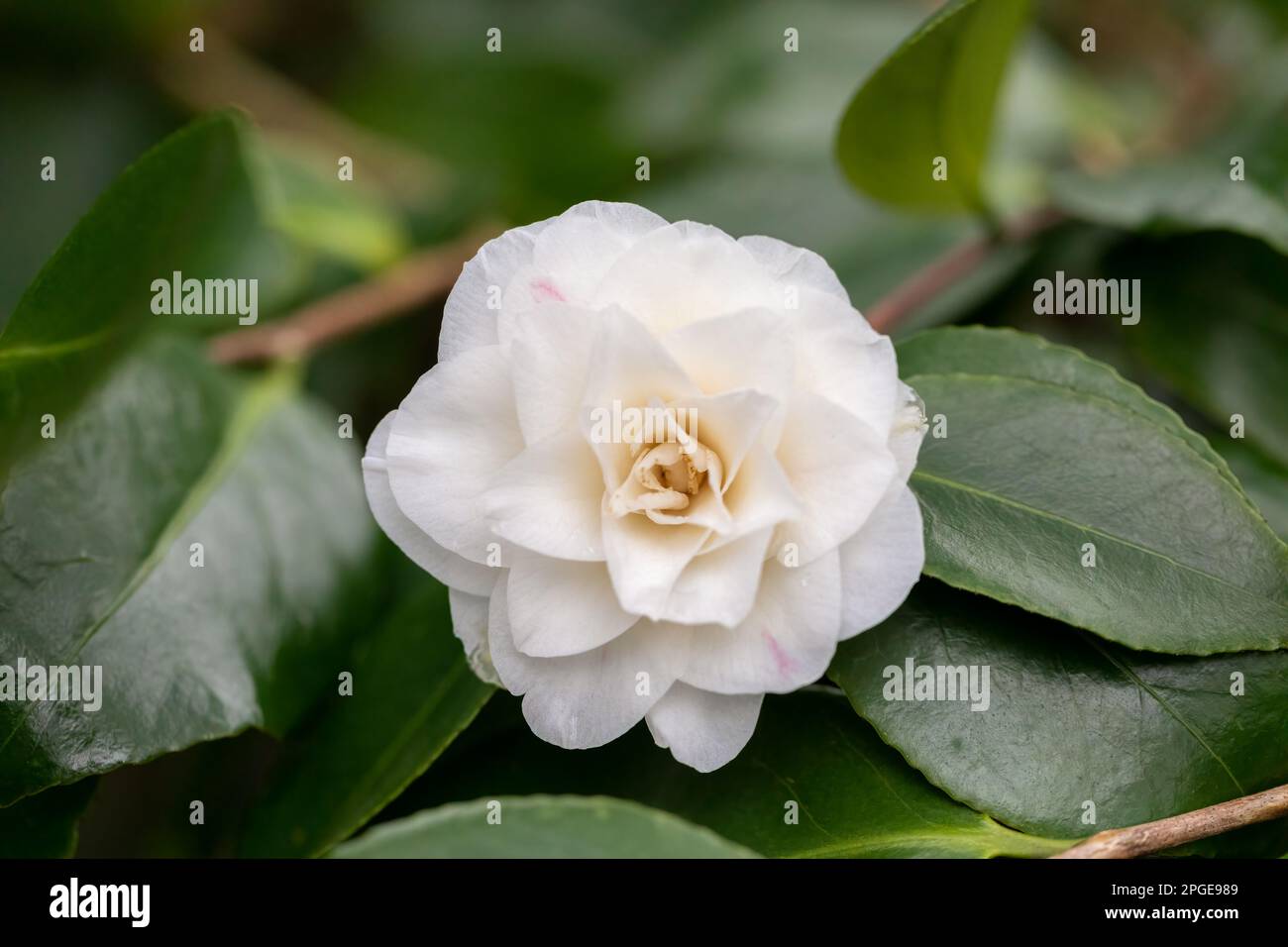 Bianco Camellia fiore primo piano nel tardo inverno. Dorset, Inghilterra, Regno Unito Foto Stock