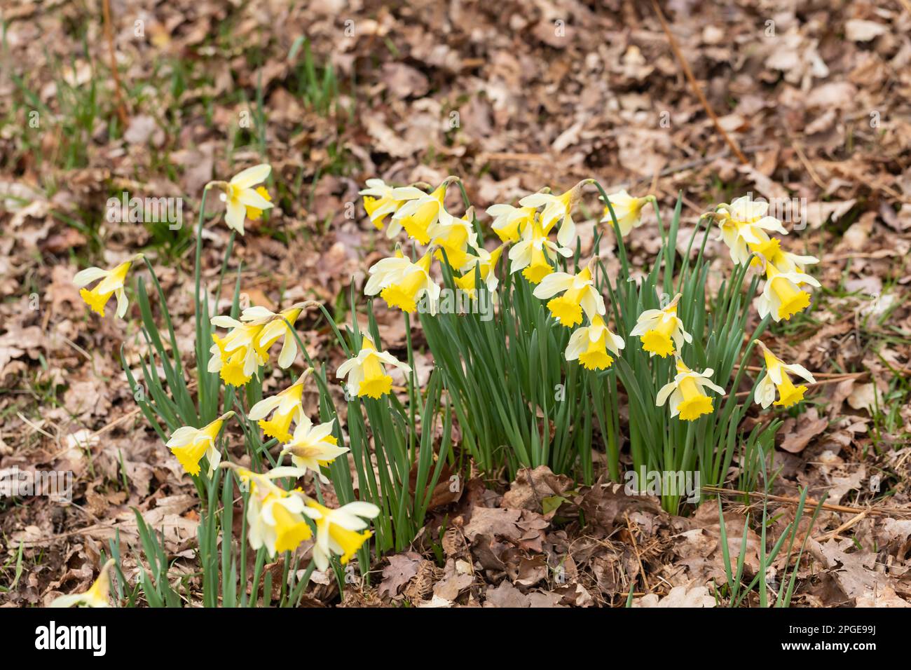 Narciso, narciso cresce tra foglie cadute. Foto Stock
