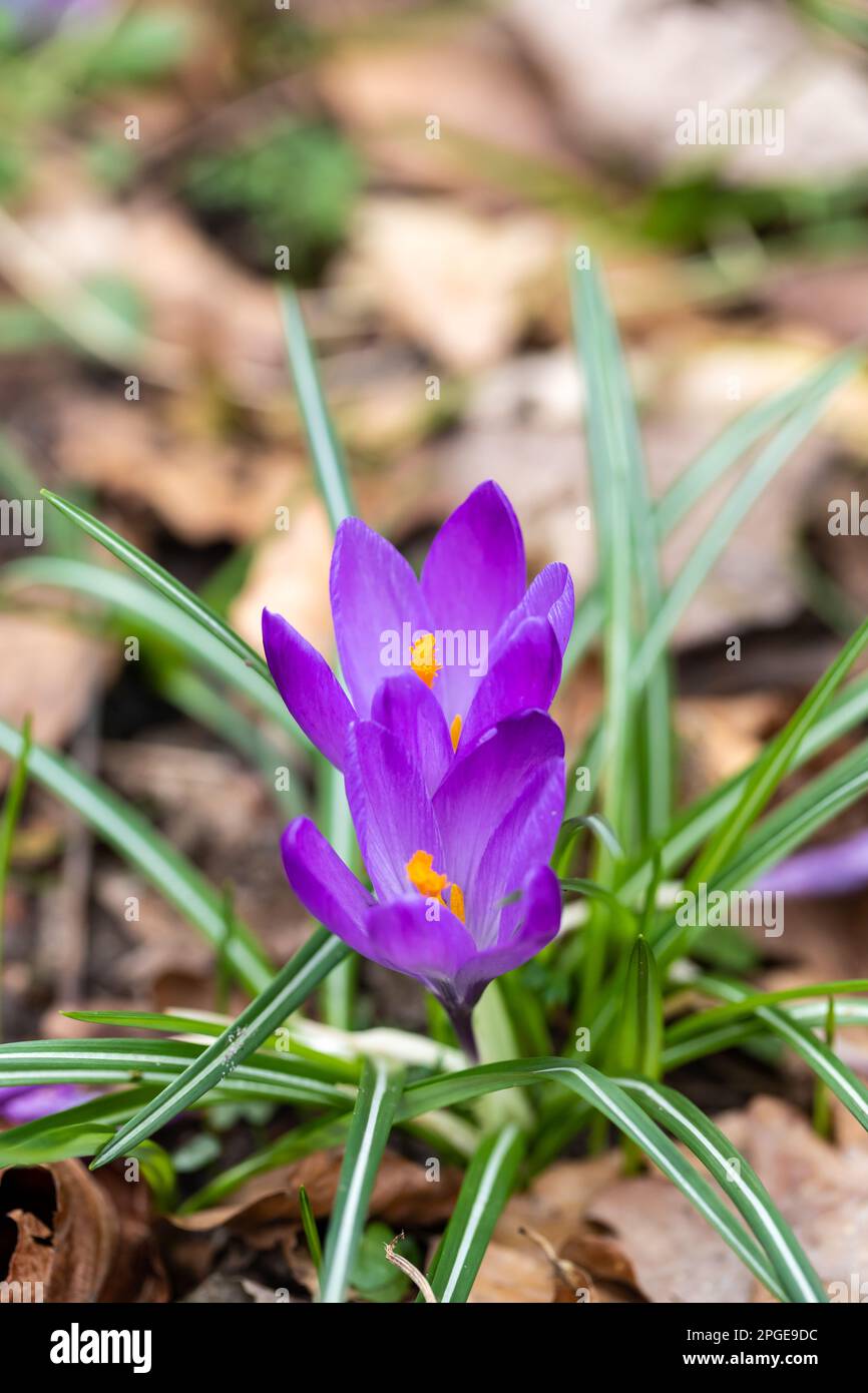 Croci viola nelle prime primaverili. Inghilterra, Regno Unito Foto Stock