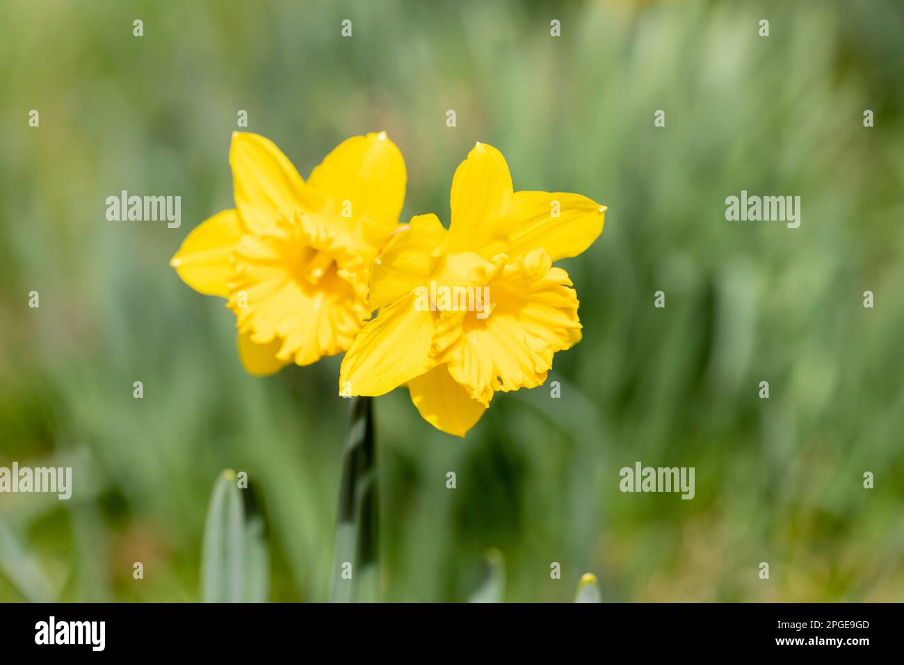Due Daffodils dorati, Narcissus in primavera. Inghilterra, Regno Unito Foto Stock