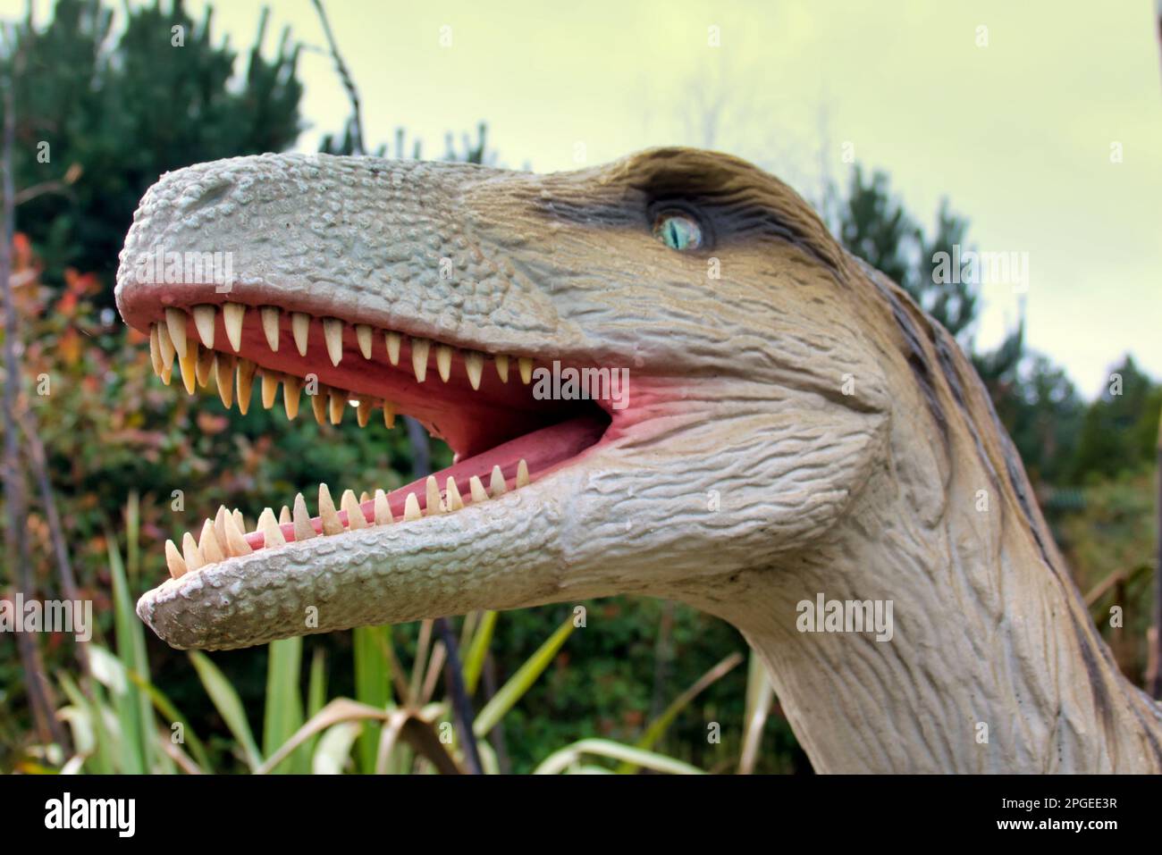 Modello animatronico del dinosauro Velociraptor allo zoo di Edimburgo mostra di dinosauri Hilltop Foto Stock