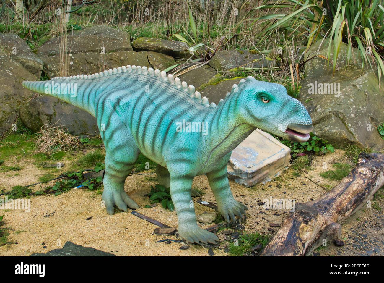 Modello animatronico di baby dinosauro allo zoo di Edimburgo mostra di dinosauri Hilltop Foto Stock