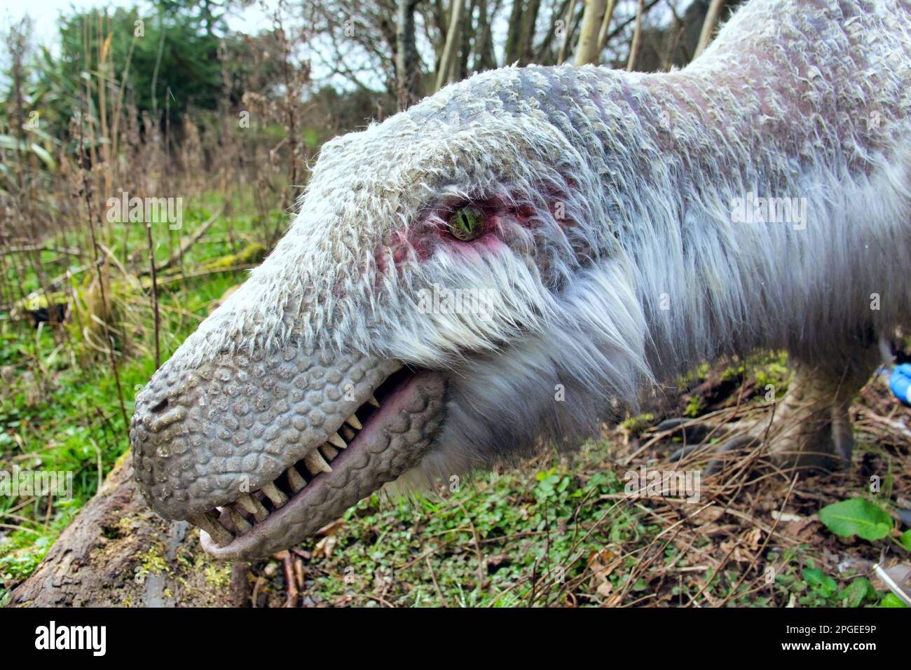 Modello animatronico o fDromaeosaur un raptor come tutti coperto di piume allo zoo di Edimburgo mostra di dinosauri Hilltop Foto Stock
