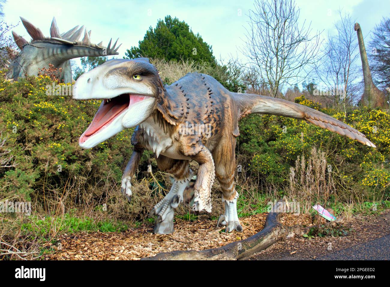 Modello animatronico di utahraptor allo zoo di Edimburgo mostra di dinosauri Hilltop Foto Stock