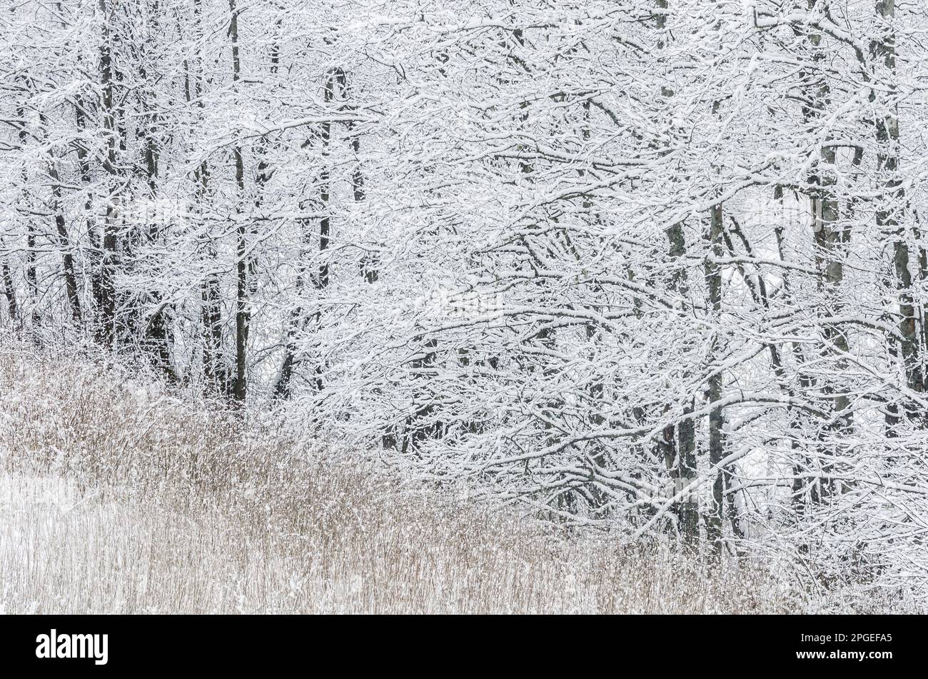 Coperta di neve alberi in foresta Foto Stock