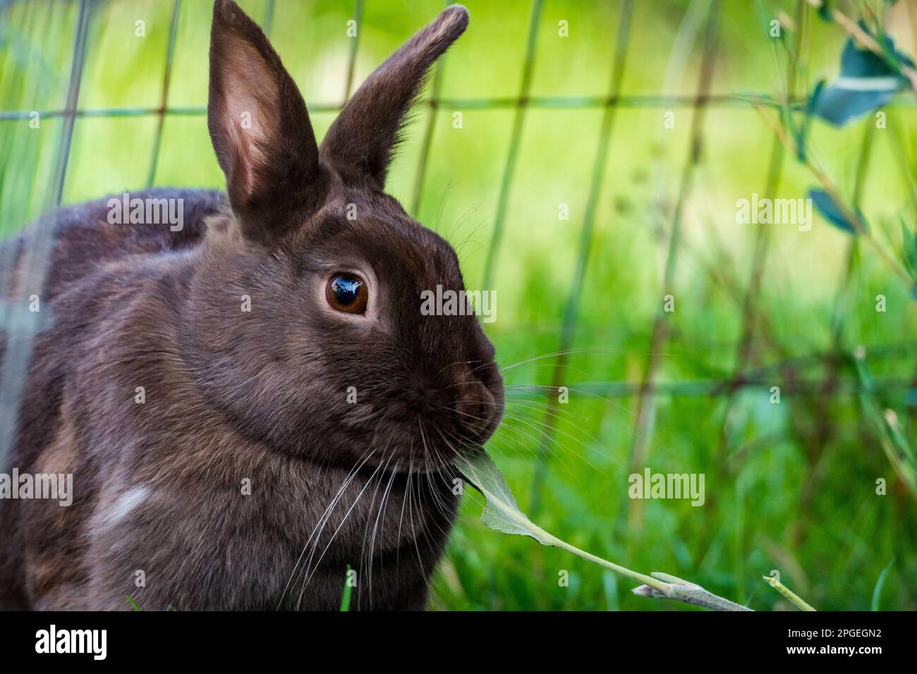 Un coniglio nero che si sbuccia curiosamente in una gabbia di filo vuota, i suoi whiskers gemendo come indaga i suoi dintorni Foto Stock