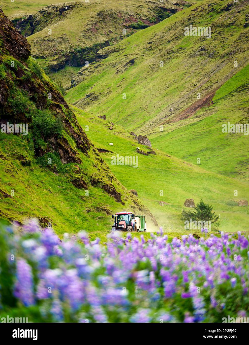 Trattore agricolo che guida in fioritura lupino campo di fiori e montagna islandese in scena rurale Foto Stock