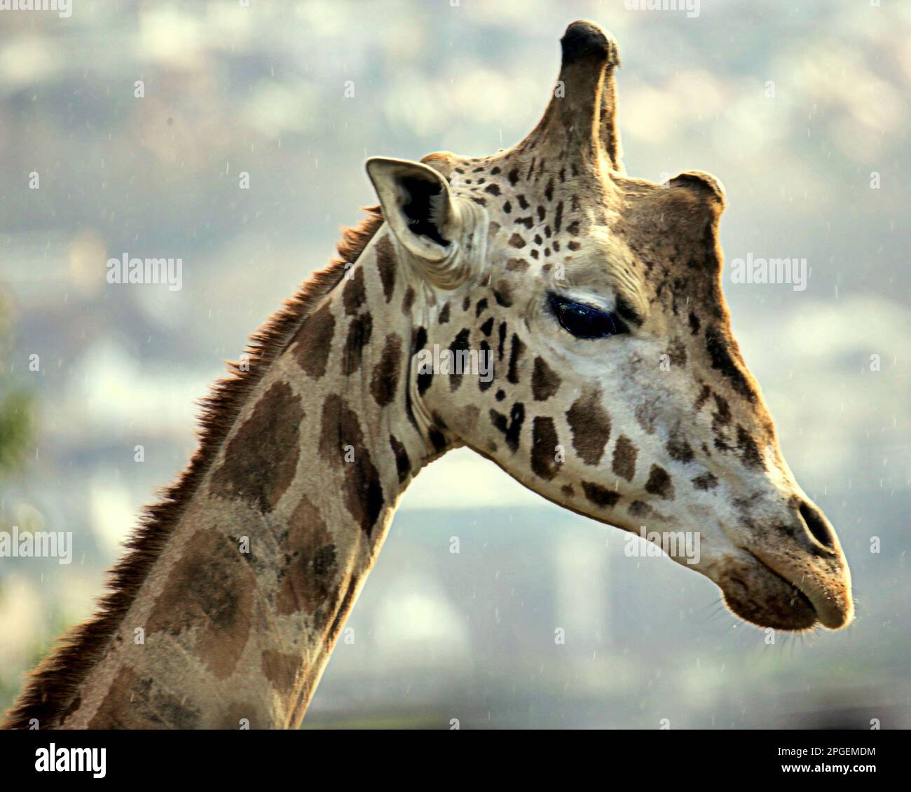 Testa di giraffa close up Foto Stock