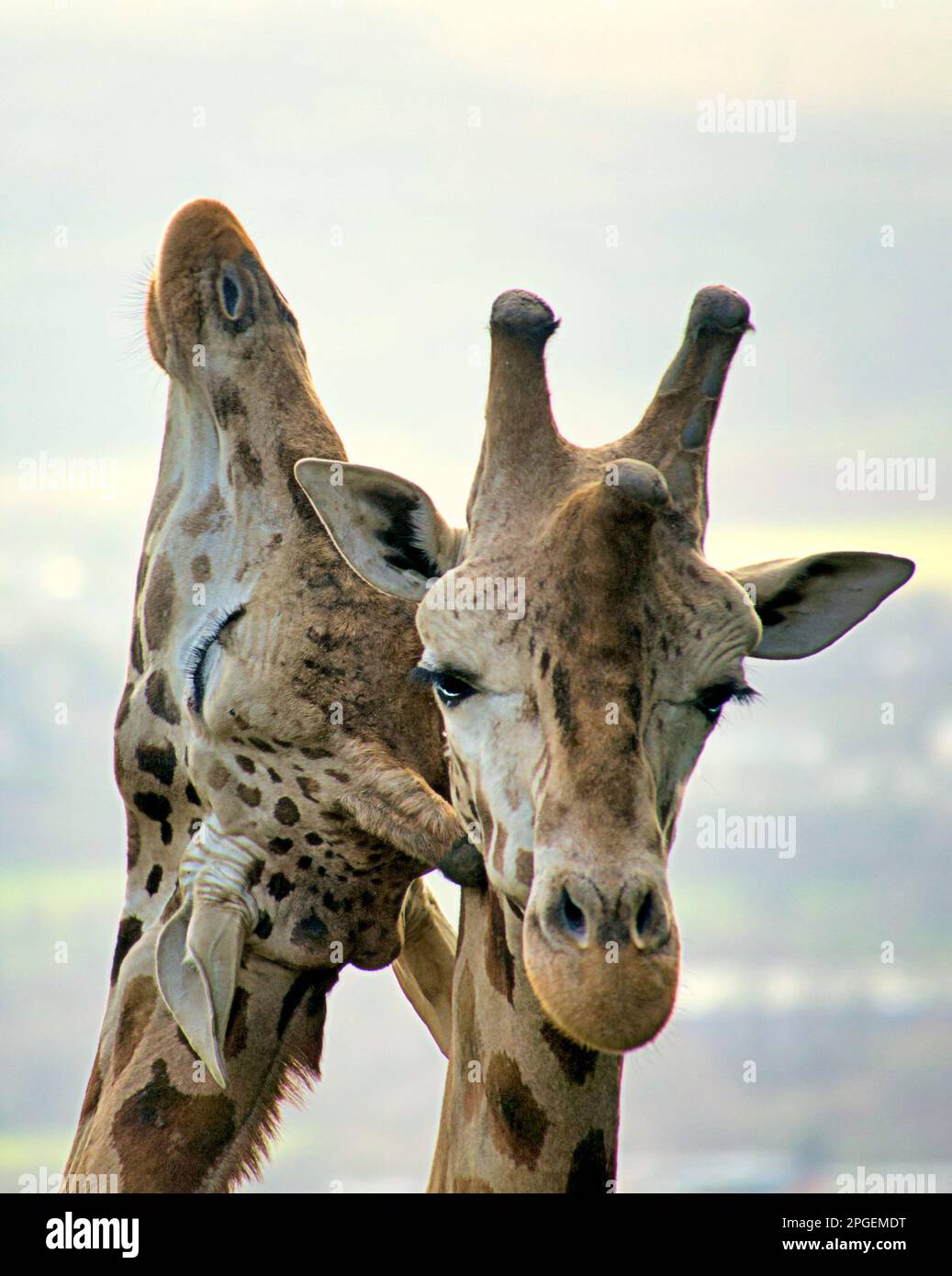 giraffe testa da vicino Foto Stock