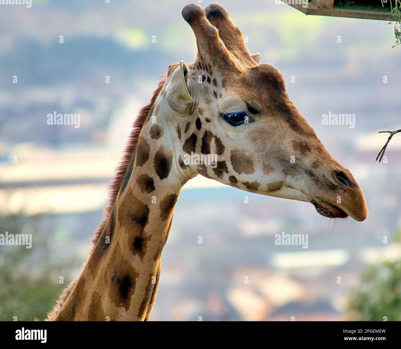 Testa di giraffa close up Foto Stock