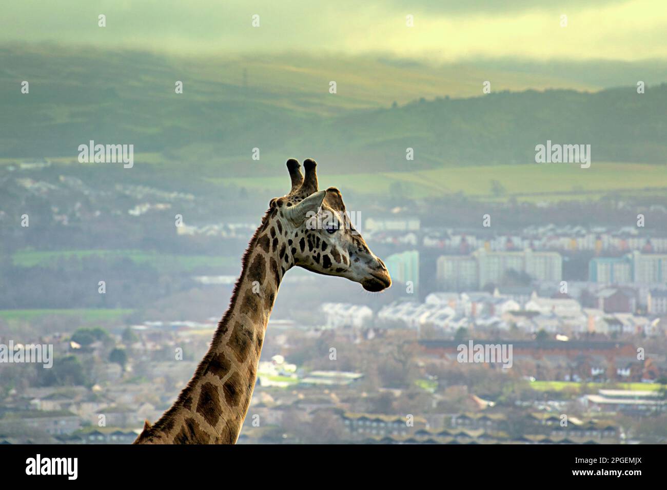 giraffa che torreggia su edimburgo sullo sfondo Foto Stock