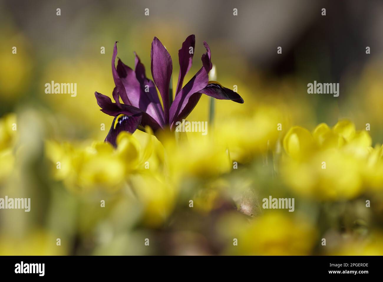 Primo piano di fiori che crescono sul campo Foto Stock
