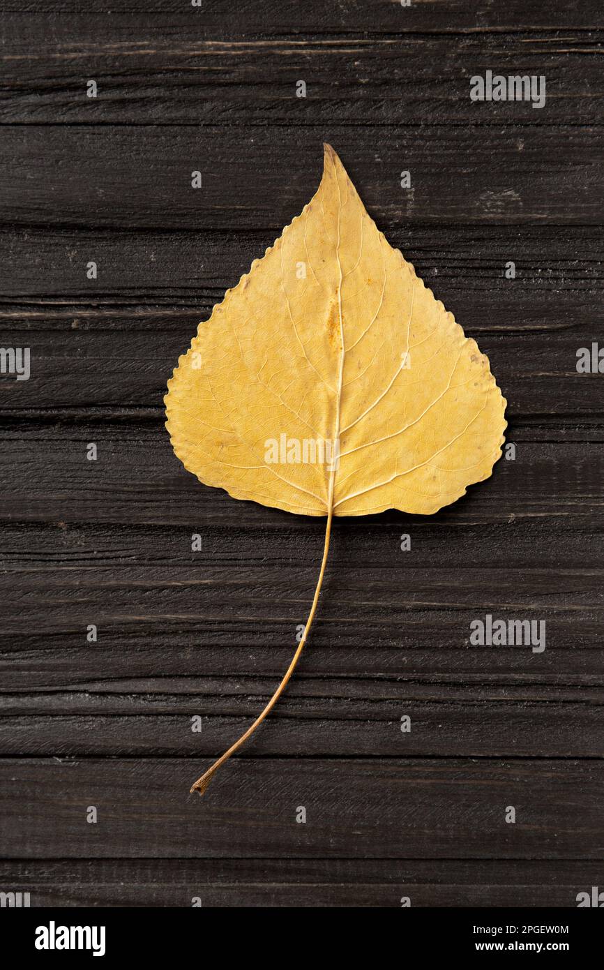 Foglia gialla secca su una vista dall'alto strutturale in legno. Foglia autunnale su sfondo scuro. Foglie di pioppi asciutte. Composizione autunnale. Foto Stock