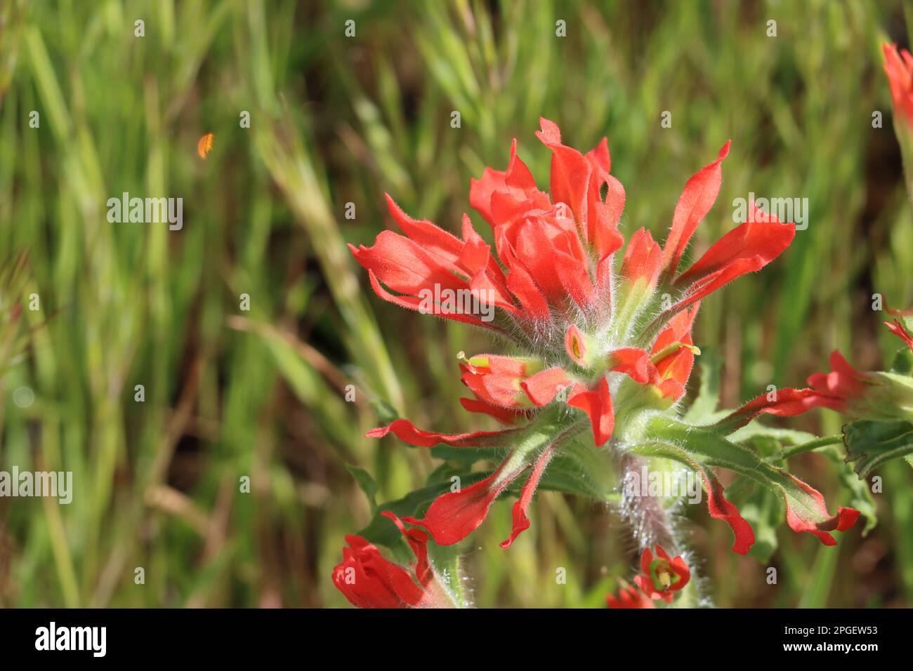 Infiorescenze rosse di punta racemose di Castilleja affinis sottospecie affinis, Orobanchaceae, perenne natale nelle montagne di Santa Monica, inverno. Foto Stock
