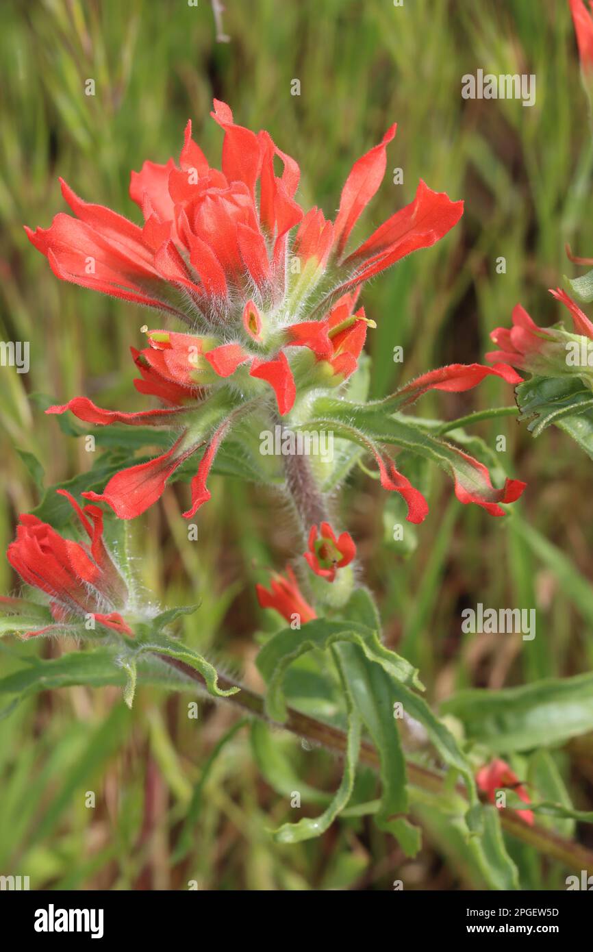 Infiorescenze rosse di punta racemose di Castilleja affinis sottospecie affinis, Orobanchaceae, perenne natale nelle montagne di Santa Monica, inverno. Foto Stock