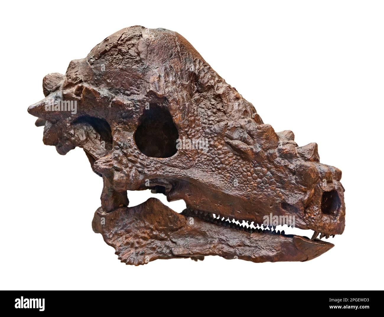 Dinosauro cranio gettato, Pachycephalosaurus wyomingensis Foto Stock