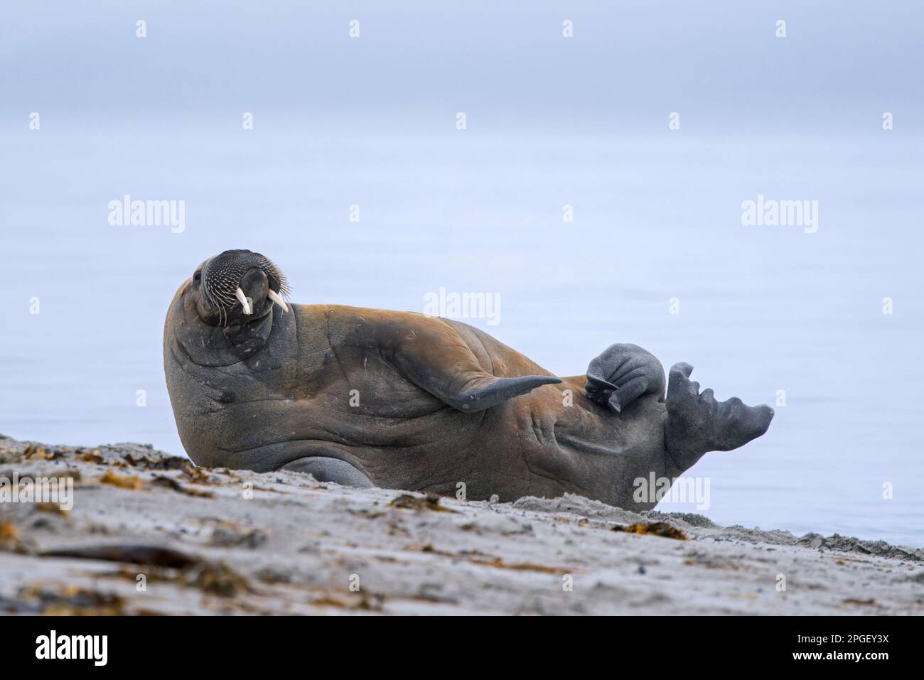Walrus (Odobenus rosmareus) maschio / toro che riposa sulla spiaggia lungo la costa dell'Oceano Artico, Svalbard / Spitsbergen, Norvegia Foto Stock