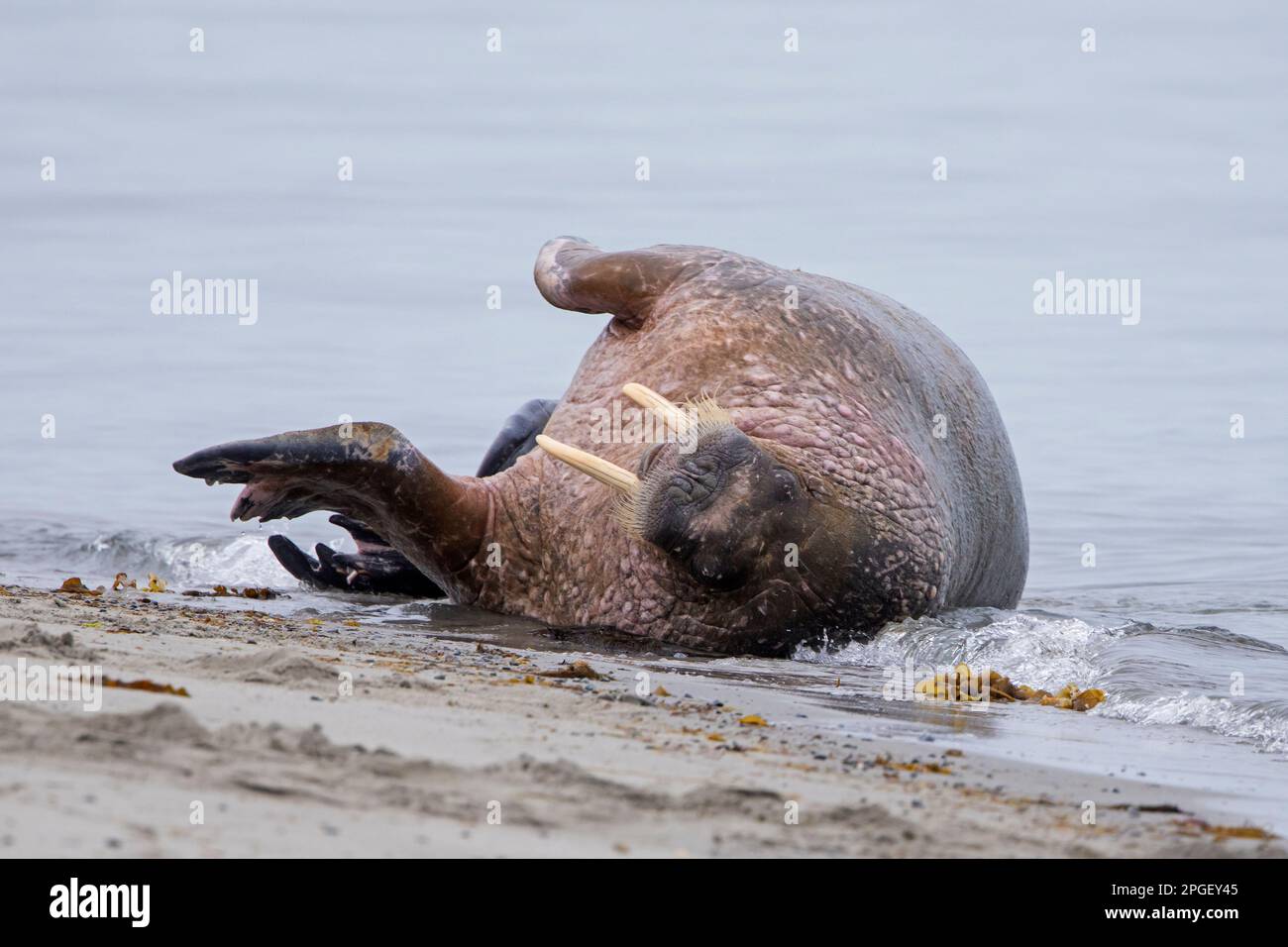 Walrus (Odobenus rosmareus) maschio / toro che riposa sulla spiaggia lungo la costa dell'Oceano Artico, Svalbard / Spitsbergen, Norvegia Foto Stock
