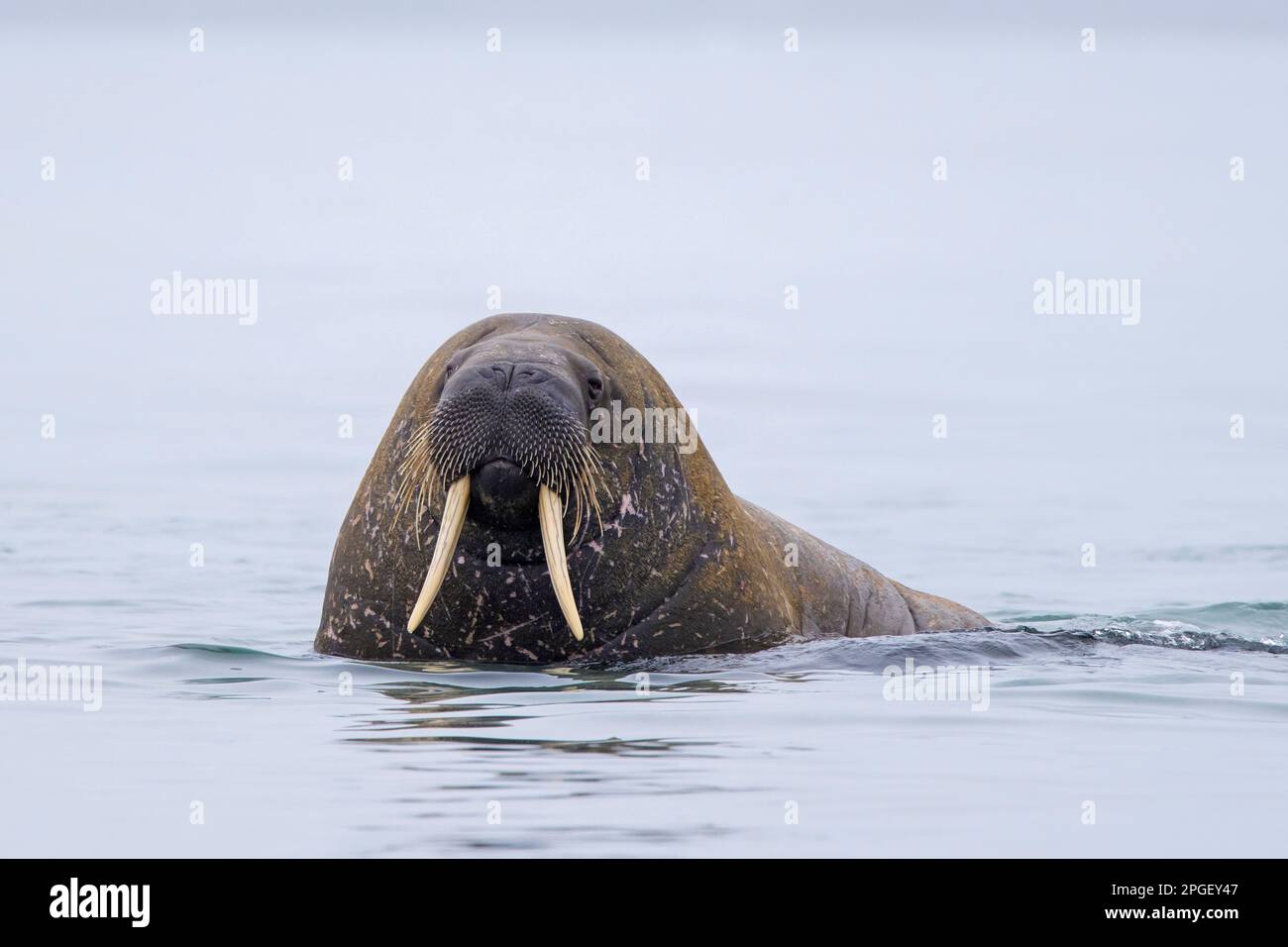 Walrus (Odobenus rosmareus) maschio / toro nuotare nella nebbia nell'Oceano Artico, Svalbard / Spitsbergen, Norvegia Foto Stock