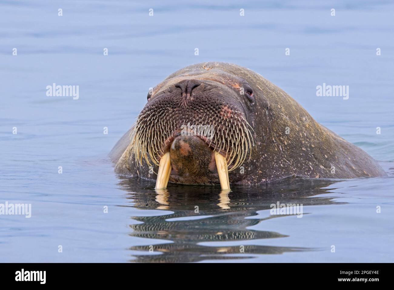 Walrus (Odobenus rosmareus) maschio / toro nuoto nell'Oceano Artico, Svalbard / Spitsbergen, Norvegia Foto Stock