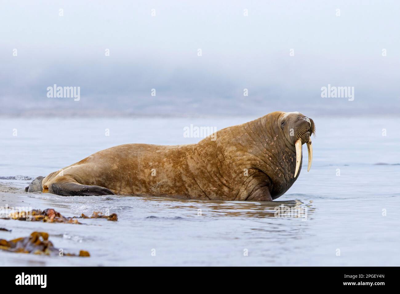 Walrus (Odobenus rosmareus) maschio / toro che riposa sulla spiaggia nella nebbia lungo la costa dell'Oceano Artico, Svalbard / Spitsbergen, Norvegia Foto Stock