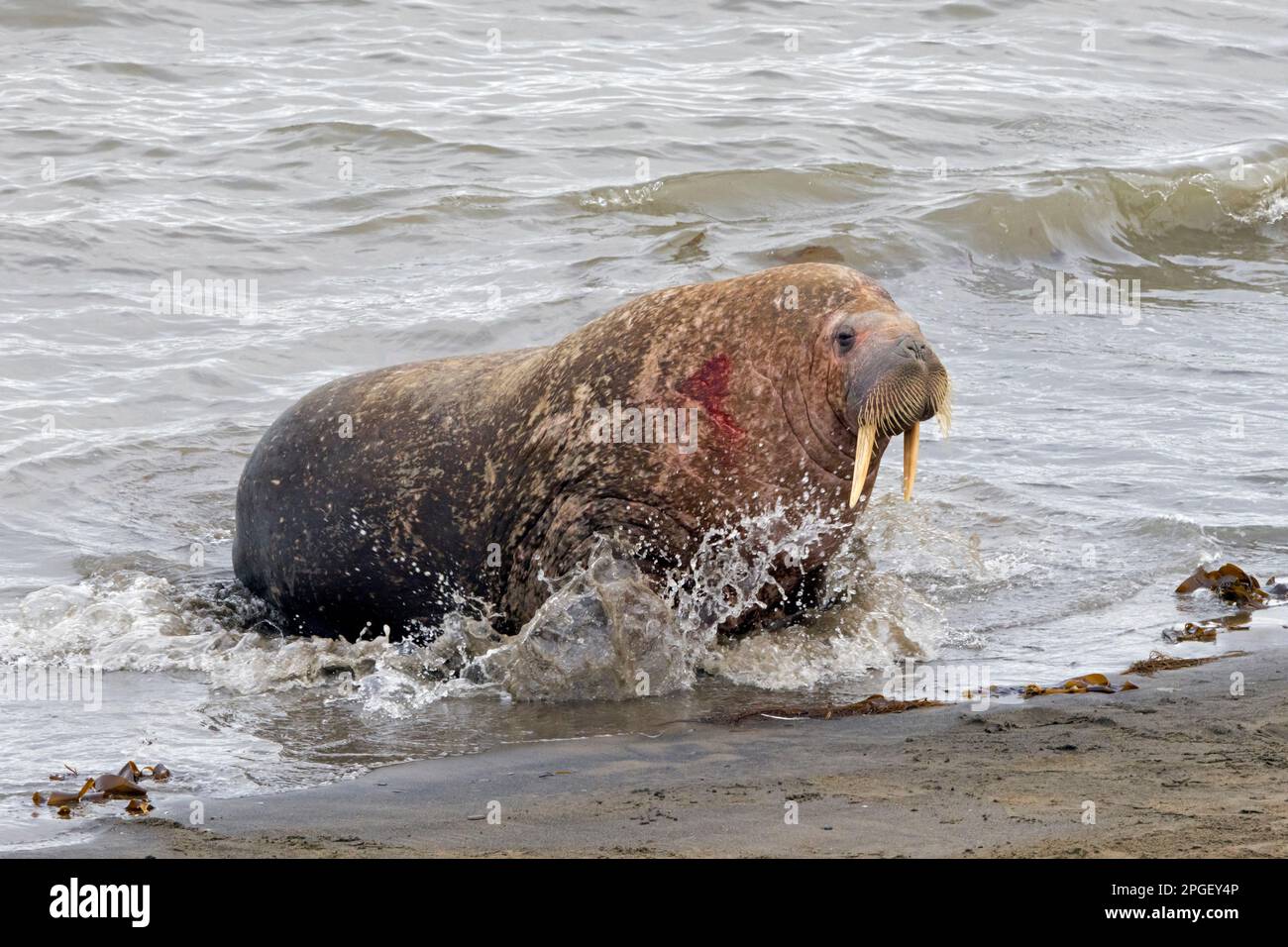 Walzus ferito (Odobenus rosmareus) maschio / toro che entra in spiaggia lungo la costa dell'Oceano Artico, Svalbard / Spitsbergen, Norvegia Foto Stock