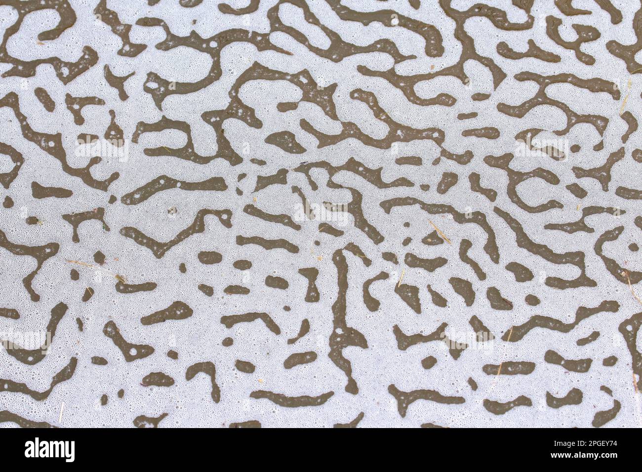 Schiuma di mare / schiuma da spiaggia / spume bianco, creato dall'agitazione di acqua di mare e disgregazione offshore di alghe fiorite, lavato / soffiato sulla spiaggia Foto Stock