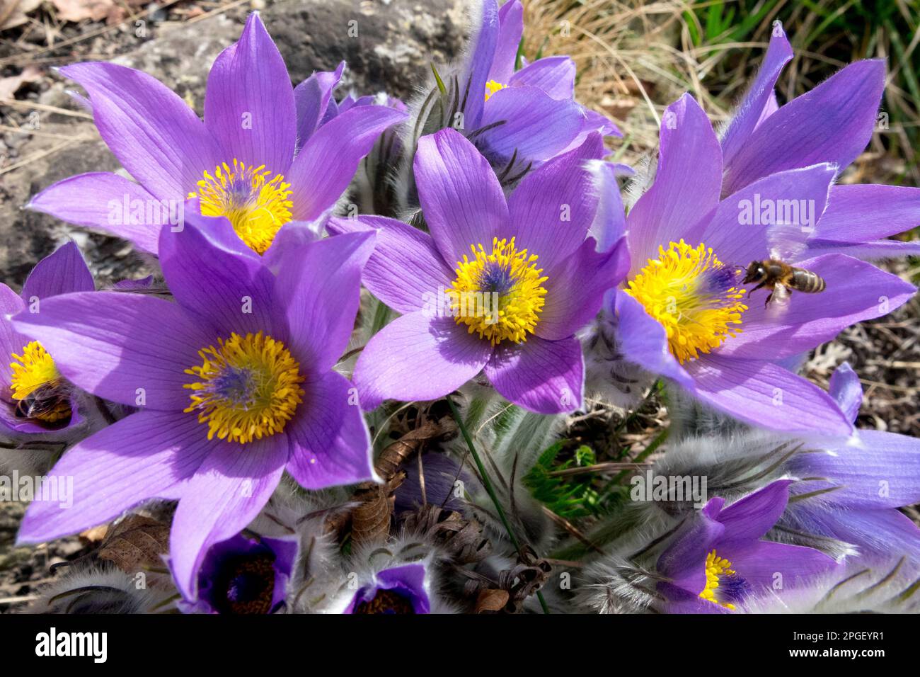 Fiori primaverili primavera, pianta, fiore di Pasque, Pulsatilla, ape, Fiore, ape di miele Foto Stock
