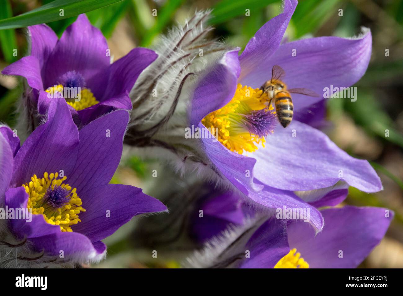 Api mellifera europee, Apis mellifera, insetto, fiore, fiore di Pasque, Pulsatilla vulgaris primi fiori in primavera Foto Stock