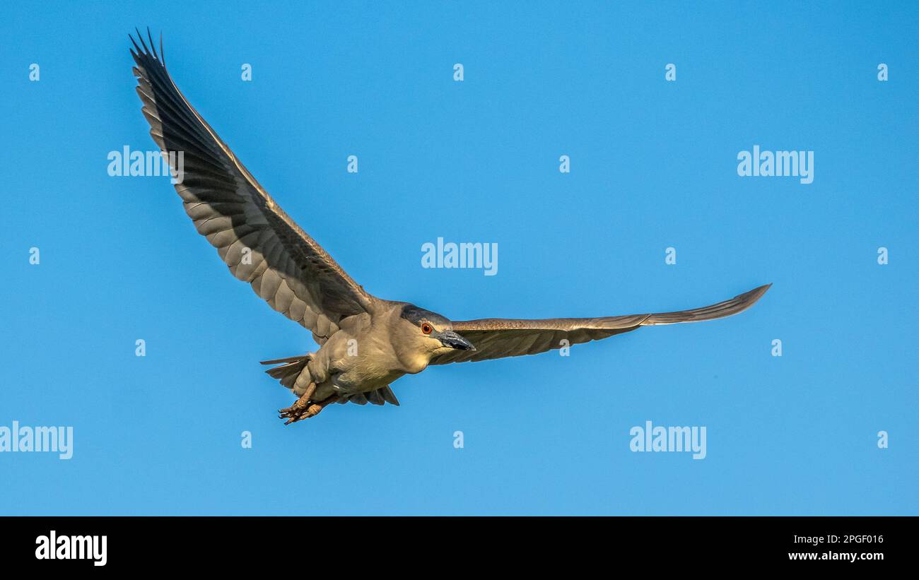 Heron Notturno con corona nera che vola in un cielo blu al Venice Area Audubon Rookery di Venezia Florida USA Foto Stock