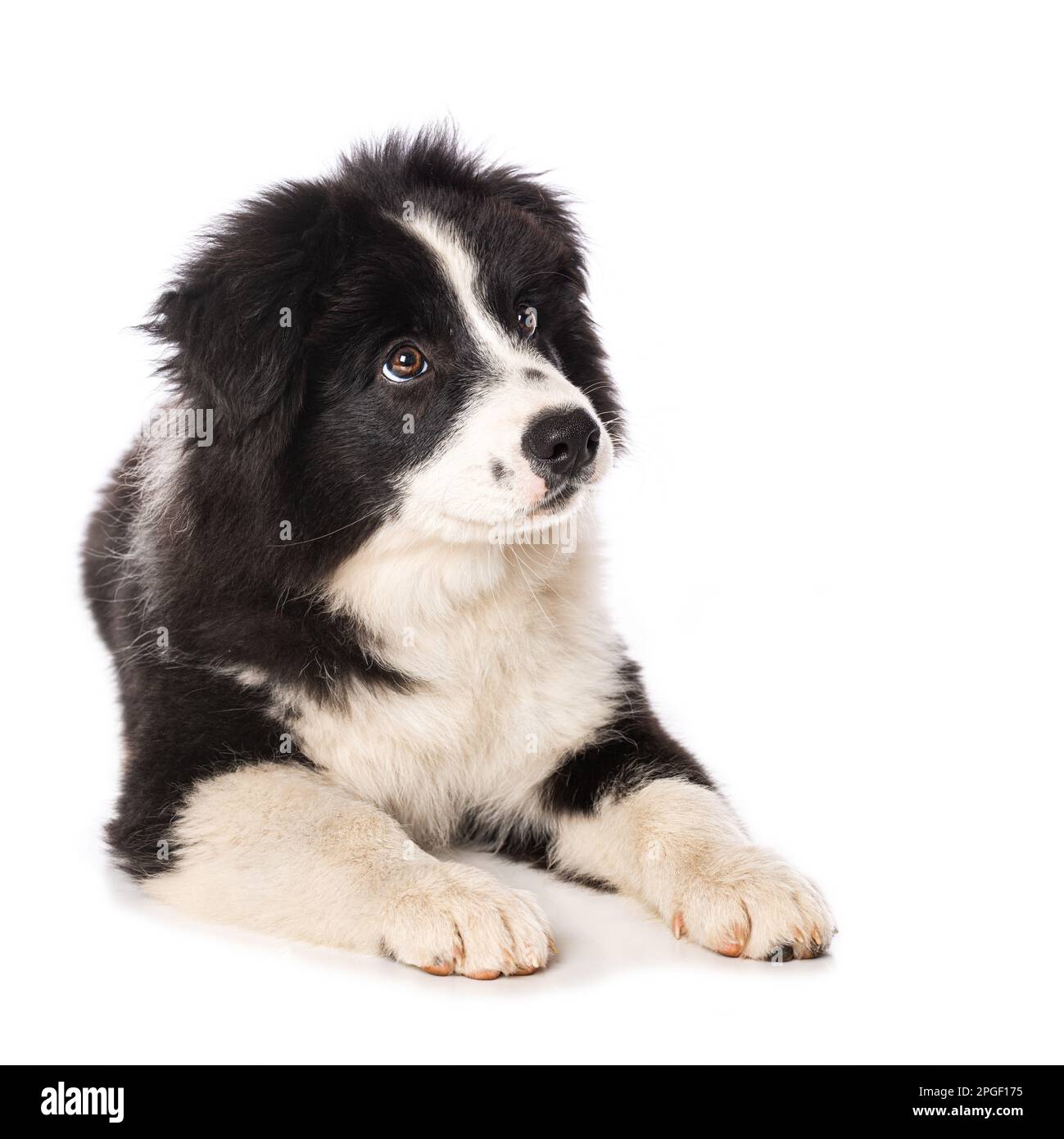 Elo cucciolo sdraiato isolato su sfondo bianco Foto Stock